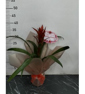 Saksı da Guzmania Çiçeği